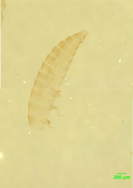 Scaphidiinae Latreille, 1806 - 010189086___2