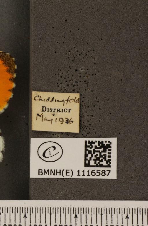 Anthocharis cardamines britannica Verity, 1908 - BMNHE_1116587_label_68712