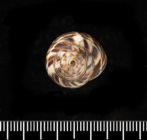 Helix poecila var. c A.D.Orb., 1835 - Helix poecila ver. C d'Orbigny, 1835 - SYNTYPES - 1854.12.4.155