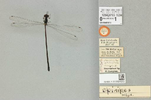 Isosticta spinipes Selys, 1885 - 013324252_dorsal