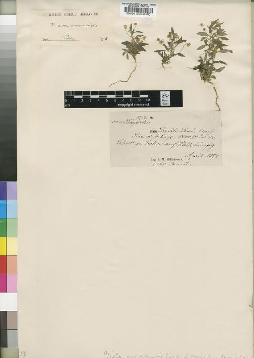 Viola somalensis Engl. - BM000541008