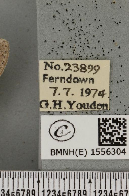 Dicallomera fascelina (Linnaeus, 1758) - BMNHE_1556304_label_256072