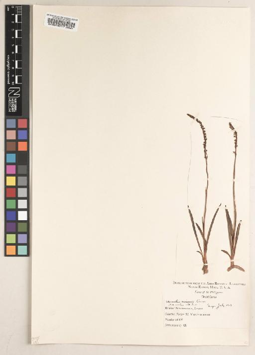 Spiranthes sinensis (Pers.) Ames - BM000058757