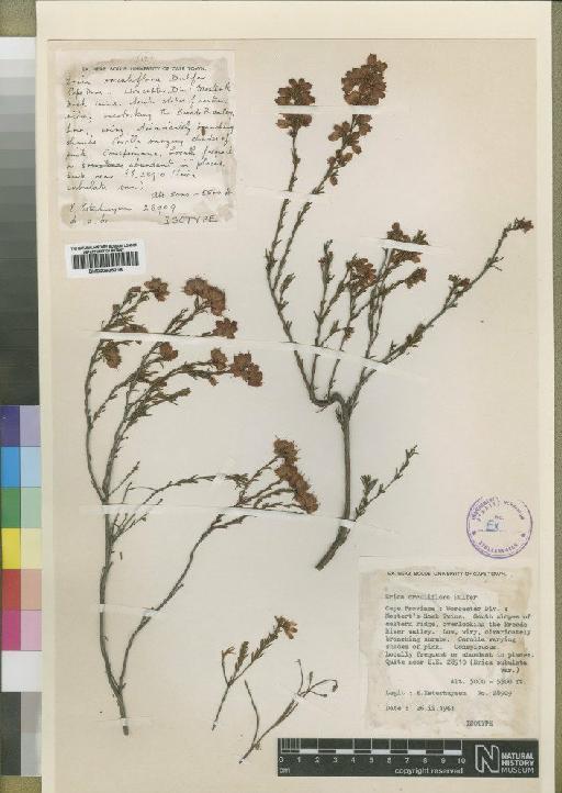 Erica orculiflora Dulfer - BM000925216