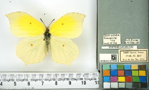 Gonepteryx aspasia infrasubspecies pultaina Doi, 1929 - NHMUK010576908_Gonepteryx_aspasia_Menetries_dorsal