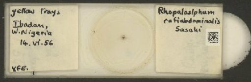 Rhopalosiphum rufiabdominalis Sasaki, 1899 - 010108411_112780_1095924
