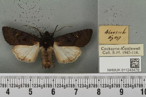 Aporophyla nigra (Haworth, 1809) - NHMUK_011243479_644603