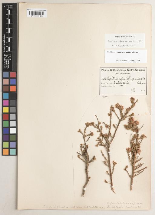 Coelidium muraltioides Benth. - BM014614916