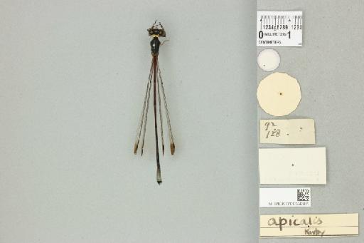 Neurothemis apicalis Kirby, 1889 - 013324301_dorsal_2