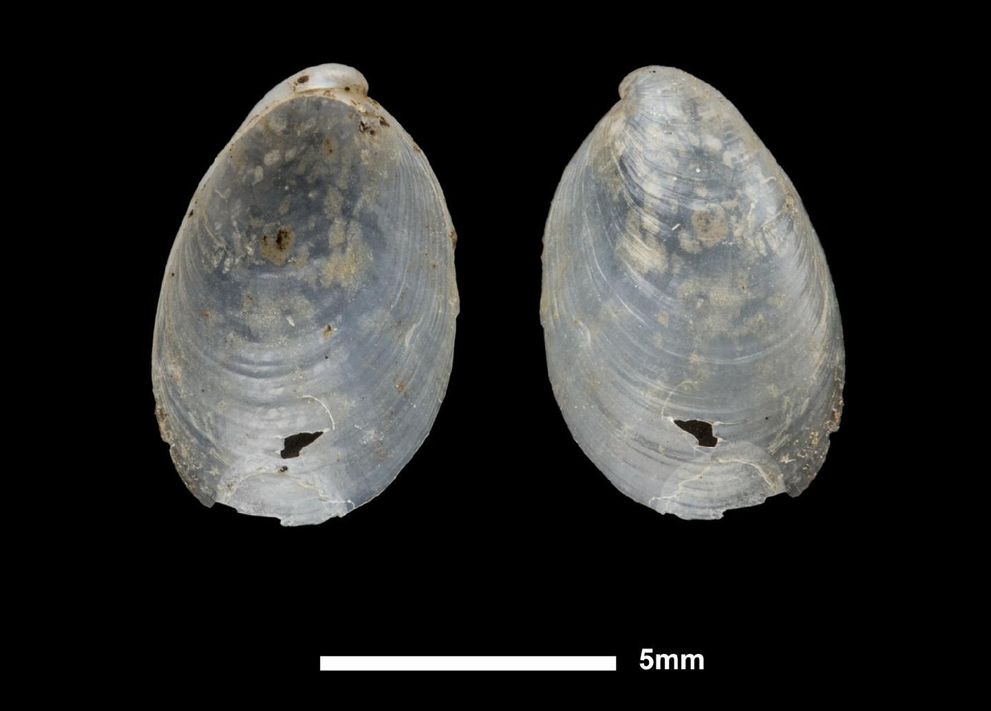 To NHMUK collection (Amphibulima (Omalonyx) felina Guppy, 1872; NHMUK:ecatalogue:7838378)