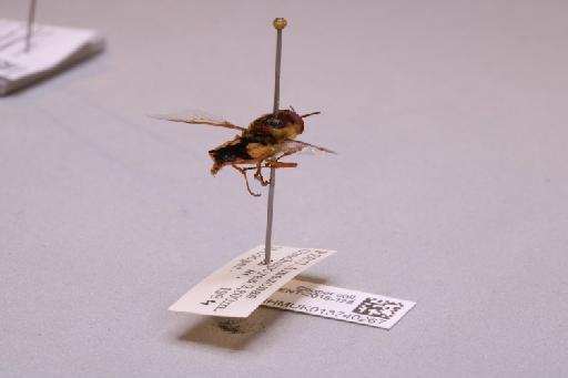 Odontomyia Meigen, 1803 - 013740267_additional_1