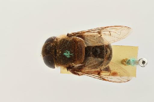 Phytomia bulligera (Austen, 1909) - Phytomia bulligera ST female dorsal