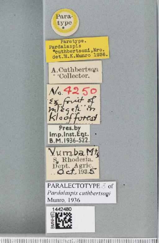 Ceratitis (Pardalaspis) cuthbertsoni (Munro, 1936) - BMNHE_1442480_label_40068