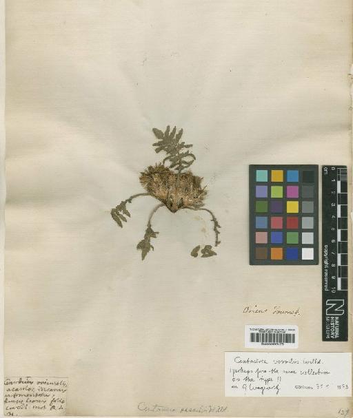 Centaurea sessilis Willd. - BM000996175