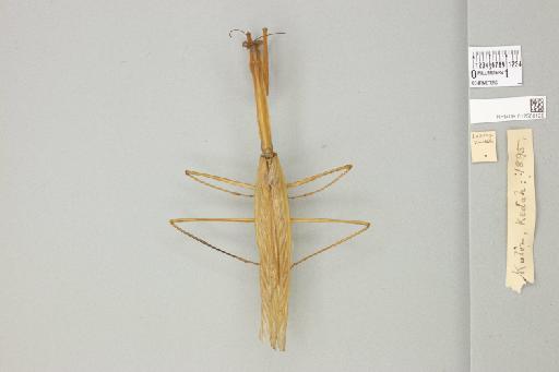 Tenodera fasciata (Olivier, 1792) - 012500125_71138_89394