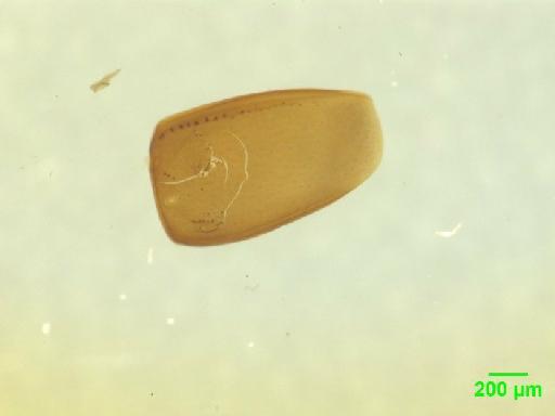 Scaphidiinae Latreille, 1806 - 010189448___5