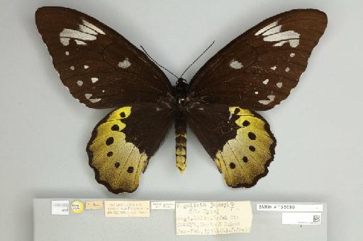Ornithoptera goliath samson f. joiceyi Noakes & Talbot, 1915 - 013605305__