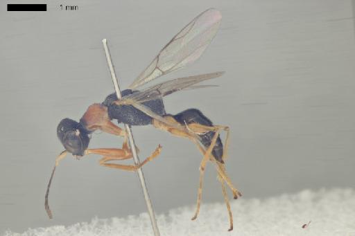 Perodryinus bolivianus Olmi, 1984 - 010812643-NHMUK-Perodryinus_bolivianus-type-habitus-lateral-1_6x