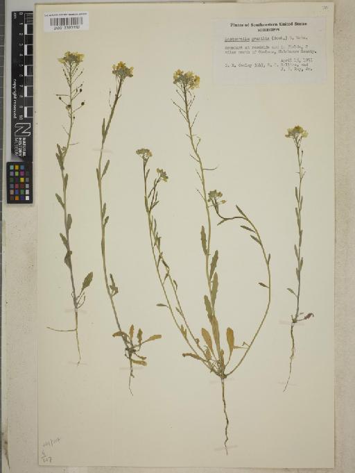 Lesquerella gracilis subsp. gracilis - BM013393192