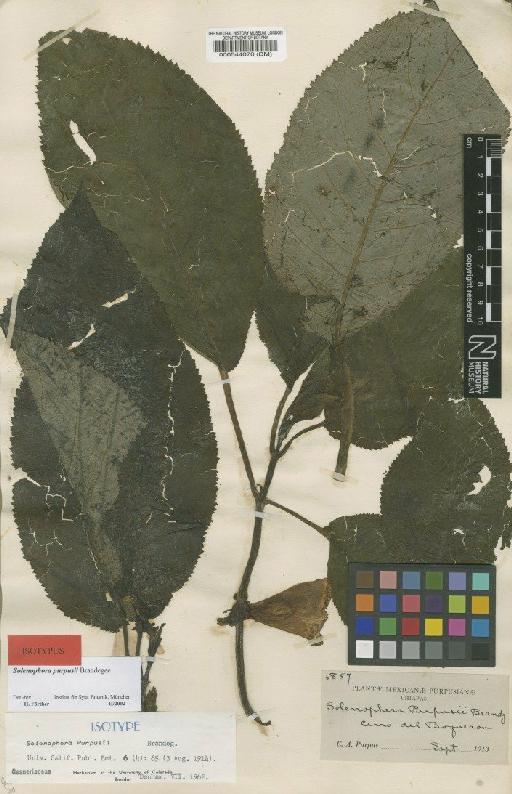 Solenophora purpusii Brandegee - BM000544070