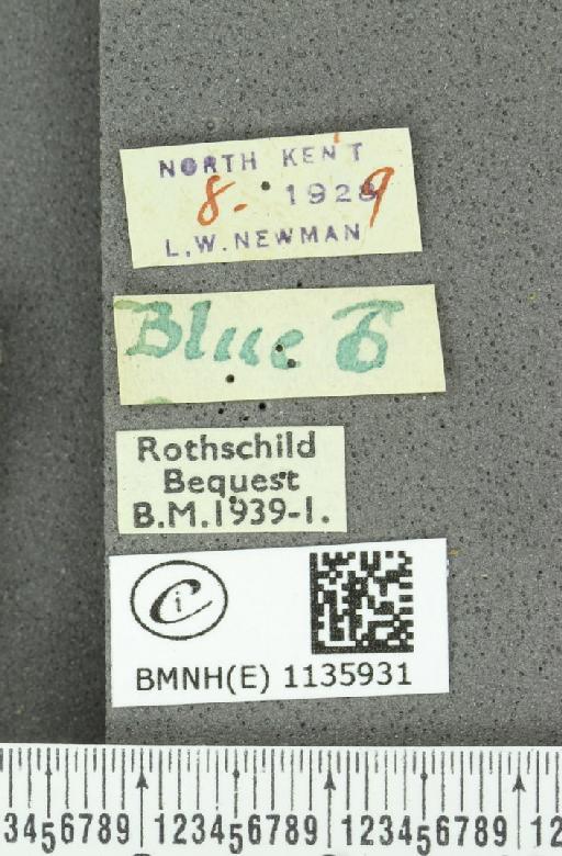 Neozephyrus quercus ab. violacea Niepelt, 1914 - BMNHE_1135931_label_94068