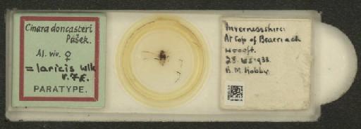 Cinara laricis Hartig, 1839 - 010120888_112965_1093773