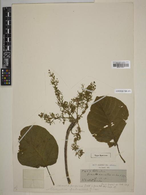 Sterculia purpurea Exell - BM001046011