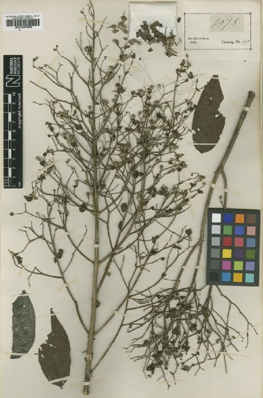 Lagerstroemia piriformis Koehne - BM000944569