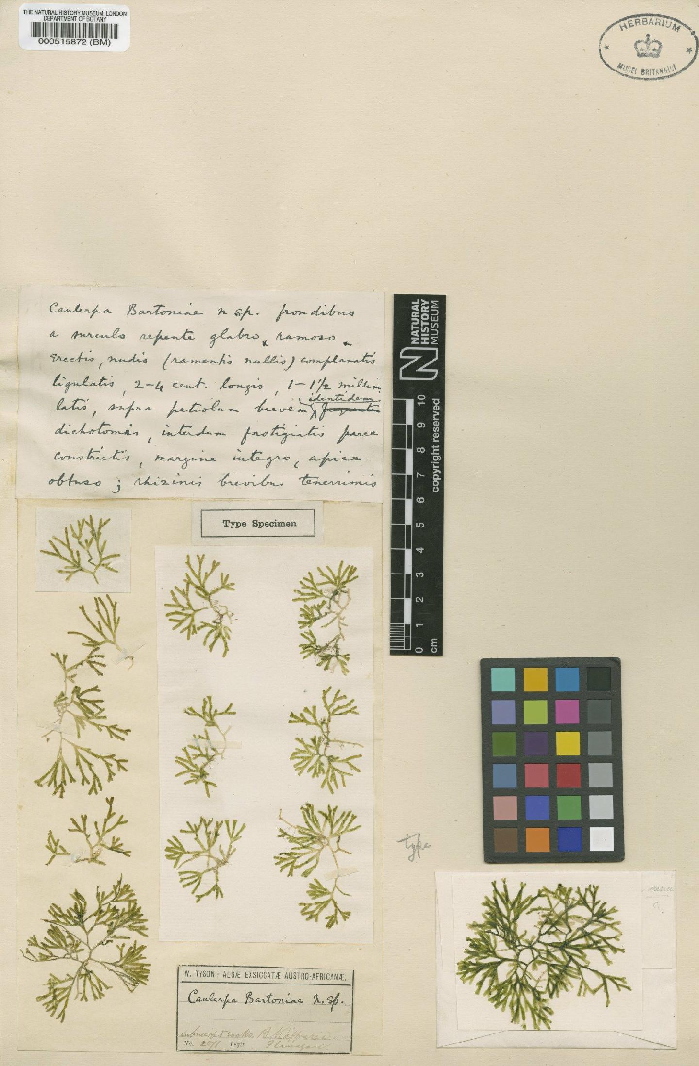 To NHMUK collection (Caulerpa bartoniae G.Murray; Type; NHMUK:ecatalogue:4829902)