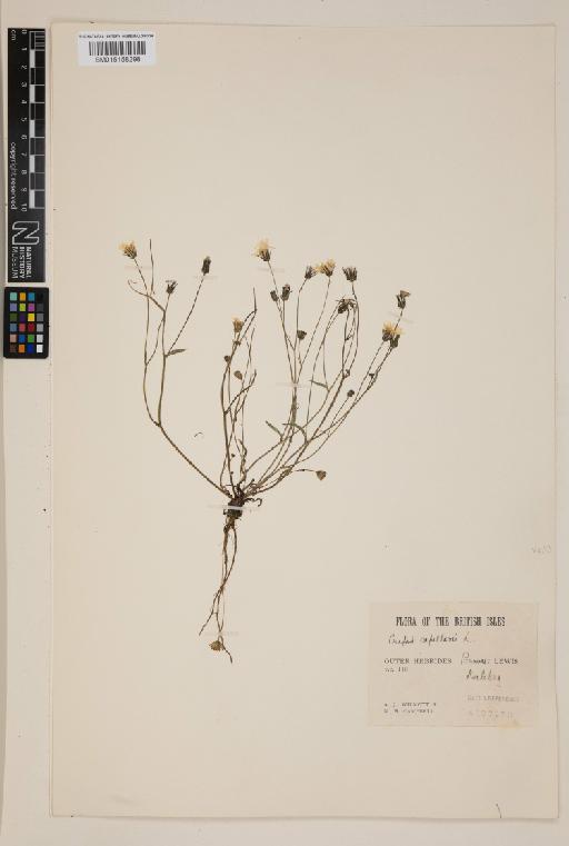 Crepis capillaris (L.) Wallr. - 015158298