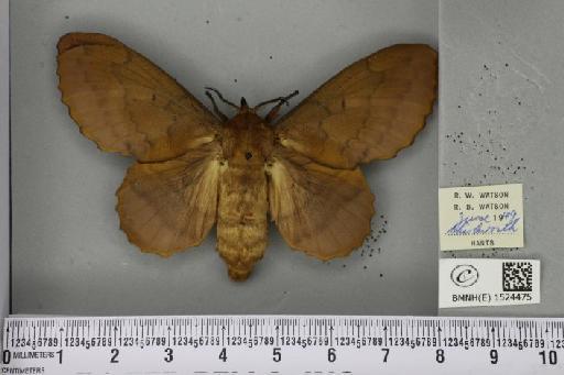 Gastropacha quercifolia (Linnaeus, 1758) - BMNHE_1524475_198629