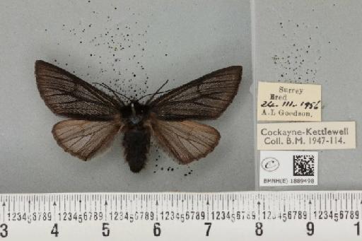 Lycia hirtaria ab. nigra Cockayne, 1948 - BMNHE_1889498_457753