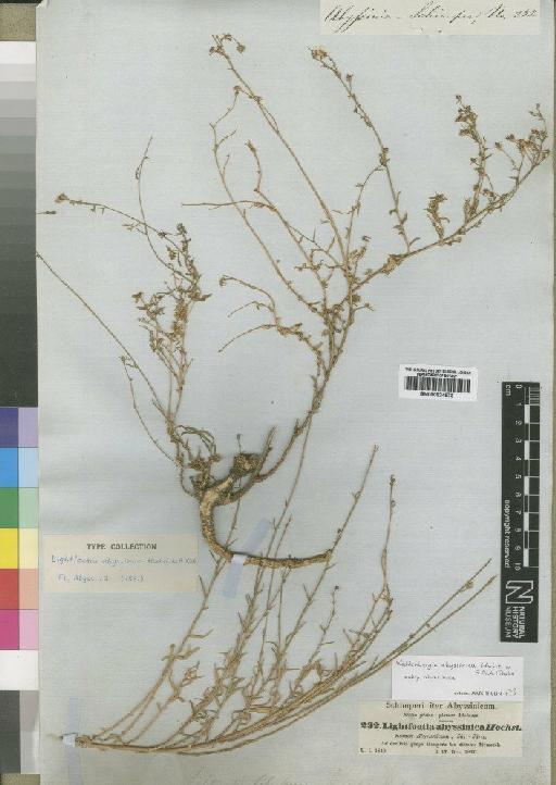 Wahlenbergia abyssinica subsp. abyssinica Thulin - BM000924973