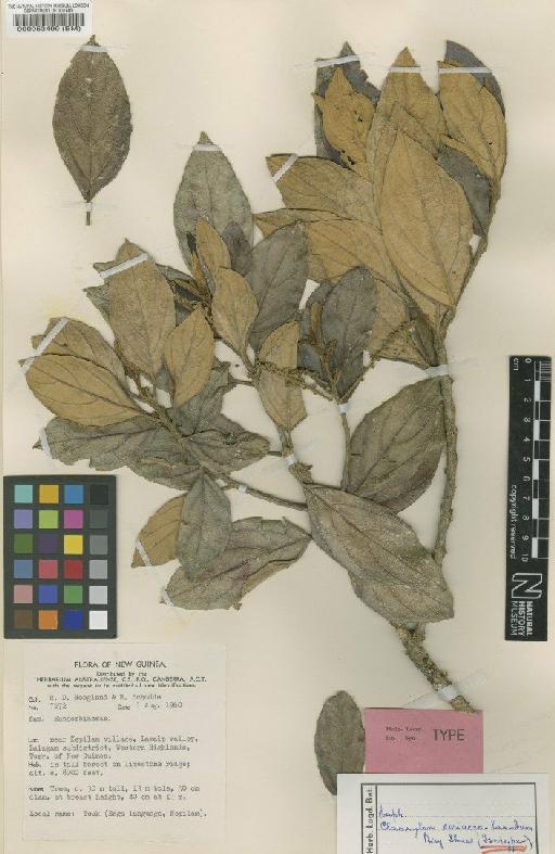 Claoxylon coriaceo-lanatum Airy Shaw - BM000053499