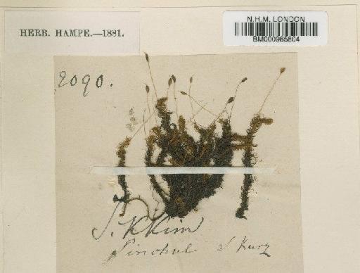 Symblepharis vaginata (Hook. ex Harv.) Wijk & Margad. - BM000965804