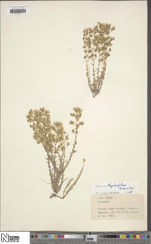 Hypericum thymbrifolium Boiss. & Noë - BM001202481