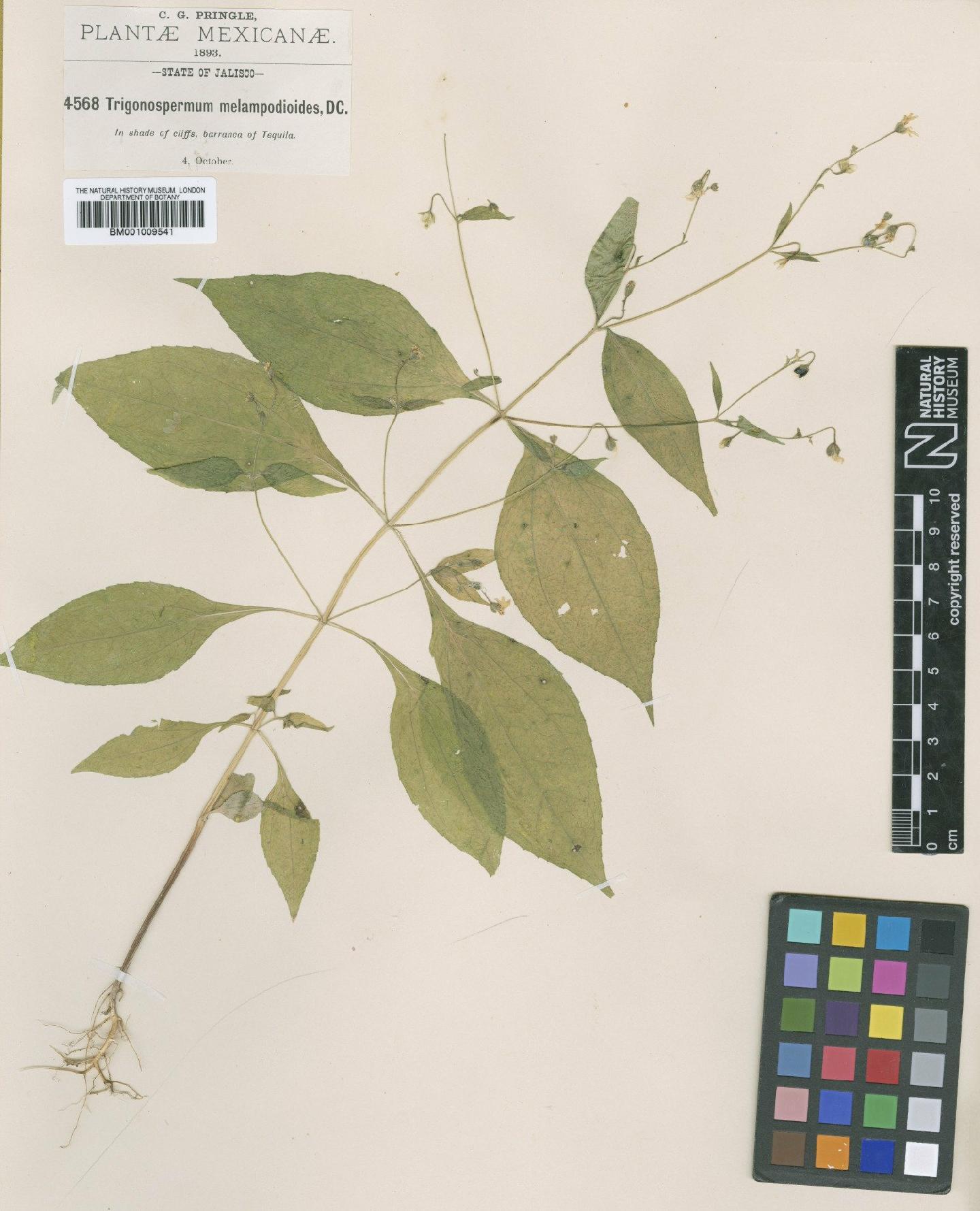 To NHMUK collection (Trigonospermum annuum McVaugh & Lask.; Type; NHMUK:ecatalogue:614404)