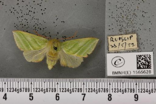 Pseudoips prasinana britannica (Warren, 1913) - BMNHE_1565628_293731