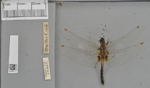 Leucorrhinia caudalis (Charpentier, 1840) - BMNHE_1253454-Leucorrhinia_caudalis-dorsal_habitus