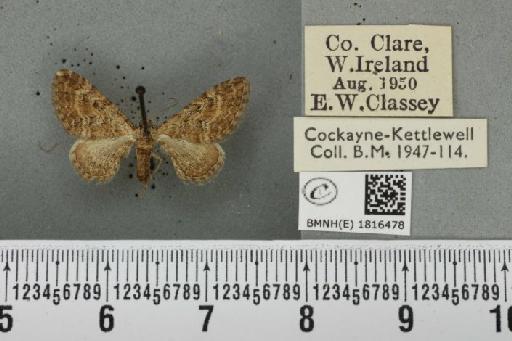 Eupithecia icterata ab. excelsa Dietze, 1910 - BMNHE_1816478_393486