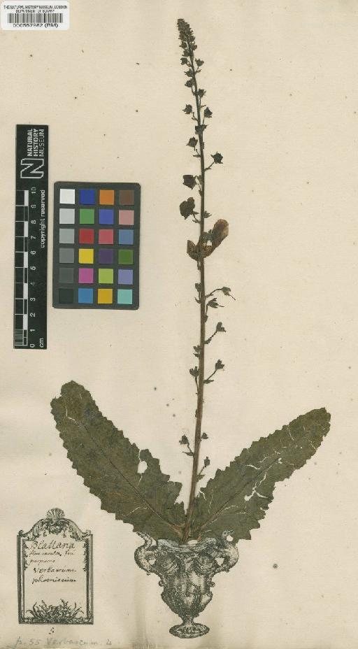 Verbascum phoeniceum L. - BM000557982