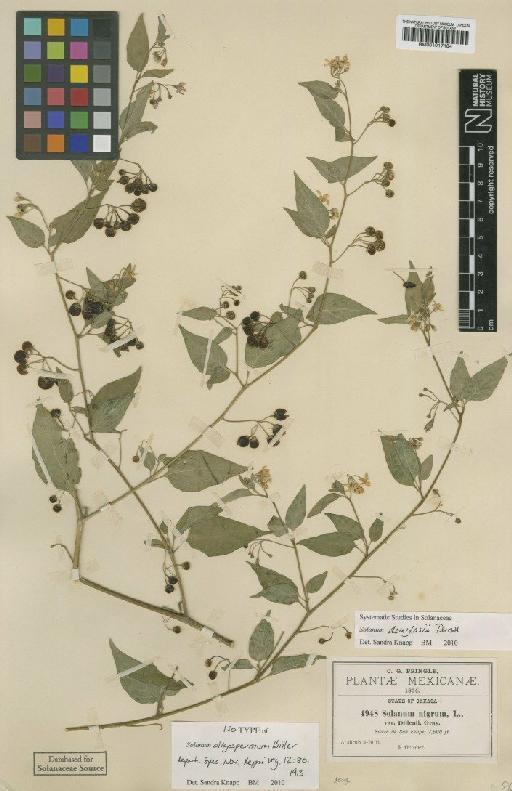 Solanum nigrescens M.Martens & Galeotti - BM001017184