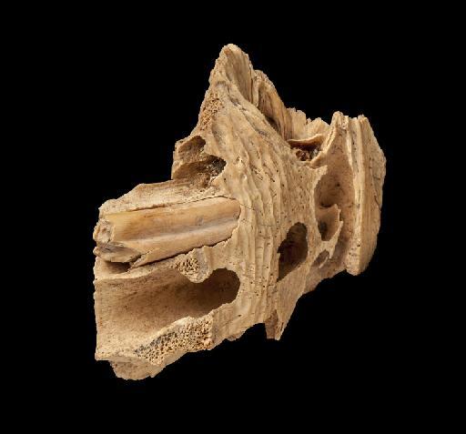 Mylodon darwinii Owen, 1840 - NHMUK PV M 8687 (7)