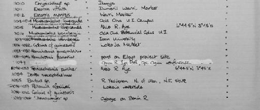 Chrysichthys sp - Zoology Accessions Register: Fishes: 1971 - 1985: page 405A