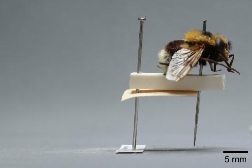 Volucella bombylans (Linnaeus, 1758) - 012530541_lateral