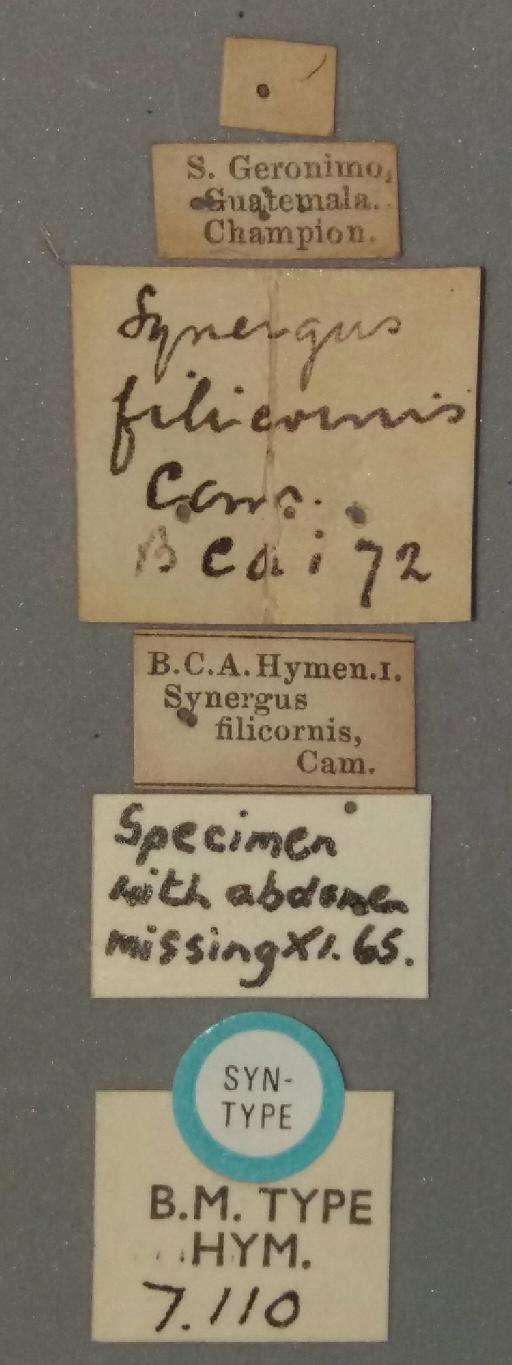 Synergus filicornis Cameron, P., 1883 - 010812489-NHMUK-Synergus_filicornis-syntype-female-labels