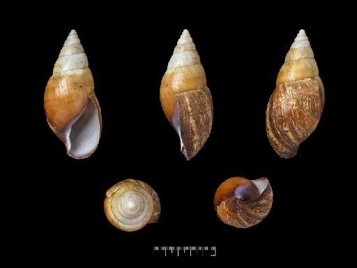 Achatina bandeirana Morelet, 1866 - 1893.2.4.149, SYNTYPE, Achatina bandeirana Morelet, 1866