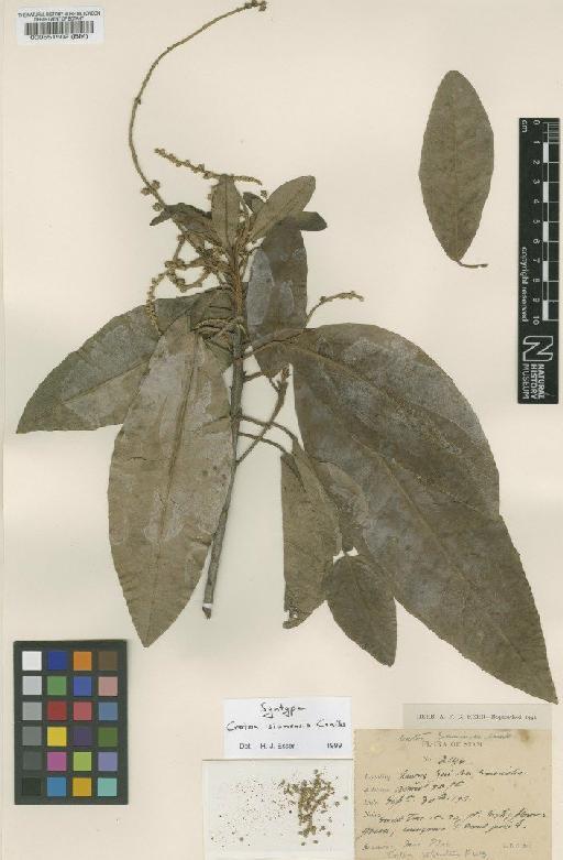 Croton siamensis Craib - BM000551502