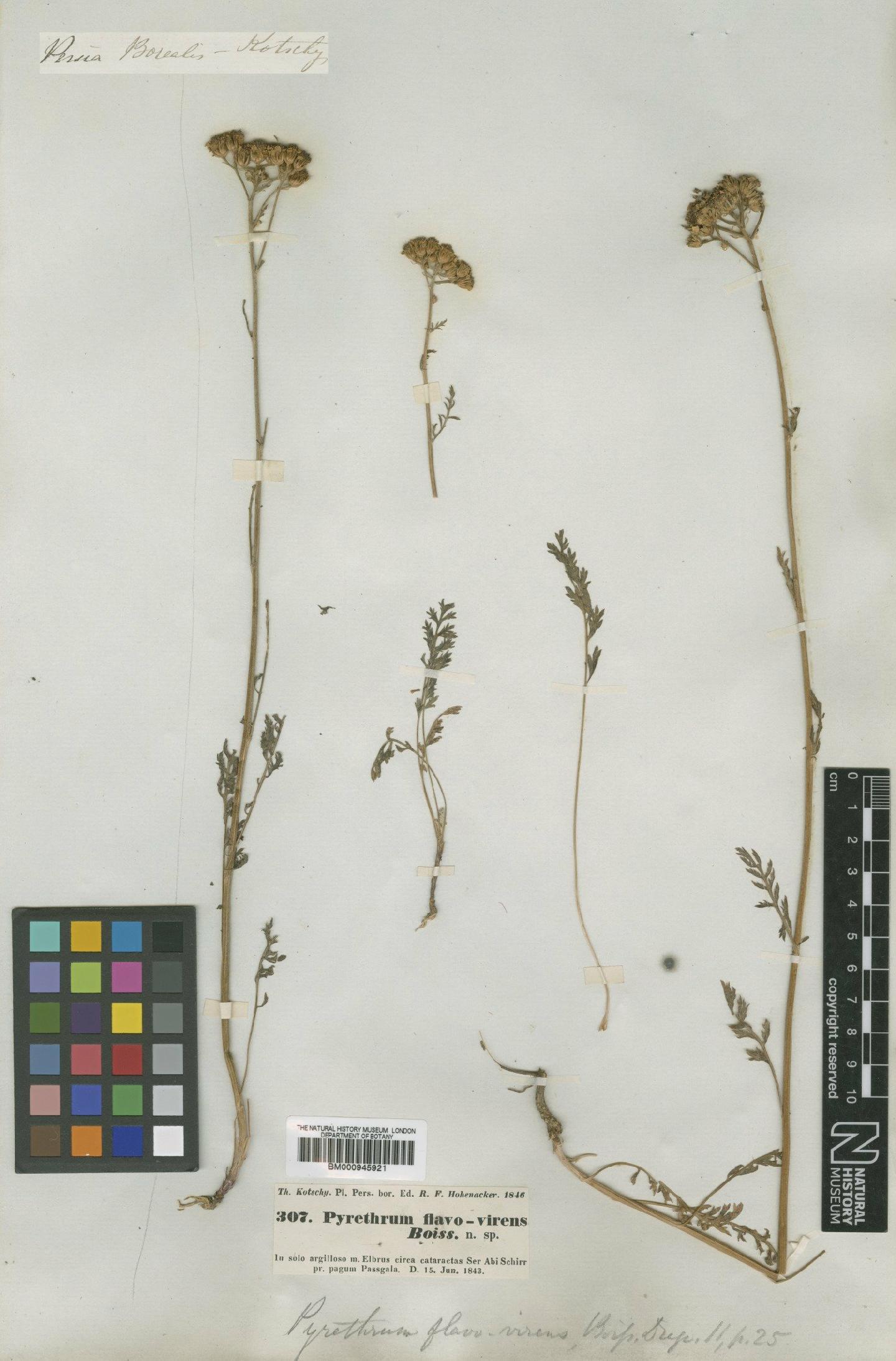 To NHMUK collection (Tanacetum pinnatum Boiss.; Type; NHMUK:ecatalogue:473555)