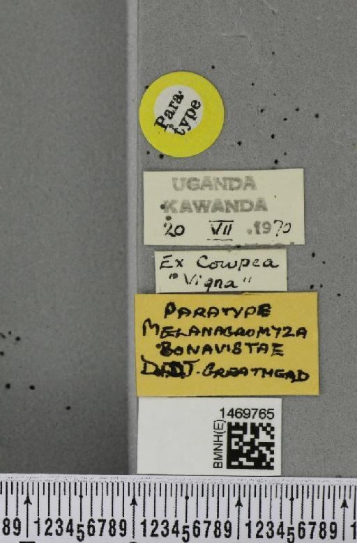 Melanagromyza bonavistae Greathead, 1971 - BMNHE_1469765_label_44927